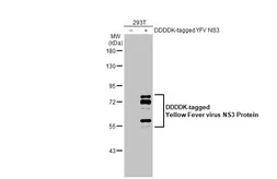 Anti-Yellow Fever virus NS3 Protein antibody used in Western Blot (WB). GTX133958