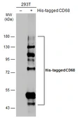 Anti-CD68 antibody used in Western Blot (WB). GTX134008