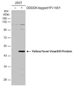Anti-Yellow Fever virus NS1 Protein antibody used in Western Blot (WB). GTX134026