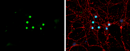 Anti-NeuroD1 antibody used in Immunocytochemistry/ Immunofluorescence (ICC/IF). GTX134069