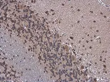 Anti-HuD antibody used in IHC (Paraffin sections) (IHC-P). GTX134099