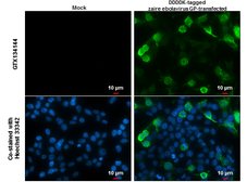 Anti-Ebola virus GP1 antibody used in Immunocytochemistry/ Immunofluorescence (ICC/IF). GTX134144