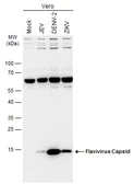 Anti-Flavivirus Capsid protein antibody used in Western Blot (WB). GTX134184