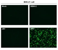 Anti-Zika virus Capsid protein antibody used in Immunocytochemistry/ Immunofluorescence (ICC/IF). GTX134186
