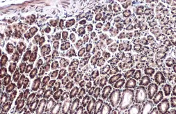 Anti-EP300 antibody used in IHC (Paraffin sections) (IHC-P). GTX134238