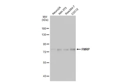 Anti-FMRP antibody used in Western Blot (WB). GTX134725