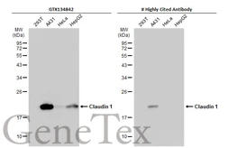 Western Blot（WB）中使用的抗-Claudin 1抗体。GTX134842型
