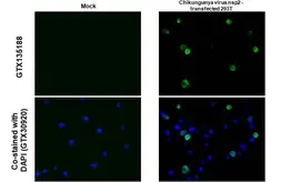 Anti-Chikungunya virus nsP2 antibody used in IHC-P (cell pellet) (IHC-P (cell pellet)). GTX135188