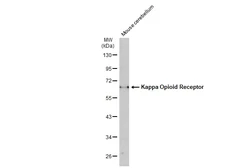 Anti-Kappa Opioid Receptor antibody used in Western Blot (WB). GTX135240