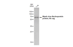 Nipah virus Nucleoprotein protein, His tag. GTX136331-pro