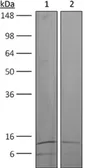 Anti-TGF beta antibody [1D11.16.8] used in Western Blot (WB). GTX14052