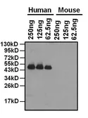 Anti-Apolipoprotein A1 antibody [6001] used in Western Blot (WB). GTX15660