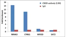 Anti-CREB antibody [LB9] used in ChIP assay (ChIP assay). GTX15731