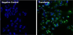 Anti-Transferrin antibody [F2H8G6] used in Immunocytochemistry/ Immunofluorescence (ICC/IF). GTX15790