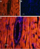 Anti-Mcoln2 antibody used in IHC (Paraffin sections) (IHC-P). GTX16616