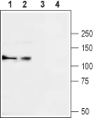 Anti-Cav alpha 2/delta 3 antibody used in Western Blot (WB). GTX16618