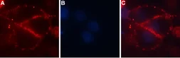 Anti-CACNA2D4 antibody used in Live cell imaging (LCI). GTX16619