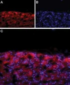 Anti-Cav1.3 antibody used in IHC (Frozen sections) (IHC-Fr). GTX16633