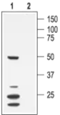 Anti-KCNA7 antibody used in Western Blot (WB). GTX16668