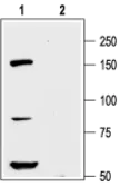 Anti-Kv12.1 antibody used in Western Blot (WB). GTX16687