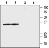 Anti-KCNAB2 antibody used in Western Blot (WB). GTX16689