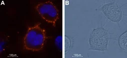 Anti-TRESK antibody used in Live cell imaging (LCI). GTX16694