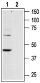 Anti-P2Y6 antibody used in Western Blot (WB). GTX16829