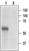 Anti-P2X3 antibody used in Western Blot (WB). GTX16876