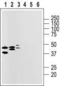 Anti-GPR105 antibody used in Western Blot (WB). GTX16887