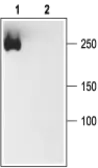 Anti-Pan NaV antibody used in Western Blot (WB). GTX16935