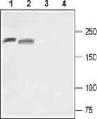 Anti-Nav1.8 antibody used in Western Blot (WB). GTX16972