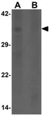 Anti-WDR5 antibody used in Western Blot (WB). GTX17169