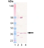 Anti-STX12 antibody [4E212] used in Western Blot (WB). GTX18011