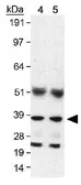 Anti-ARA9 antibody [35-2] used in Western Blot (WB). GTX20468