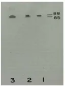 Anti-Plasma Kallikrein 1B antibody [13G11] used in Western Blot (WB). GTX21006