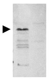 Anti-TLR4 antibody used in Western Blot (WB). GTX21436