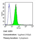 Anti-Cav1.1 antibody [1A] used in Flow cytometry (FACS). GTX22862