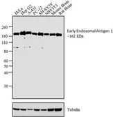 Anti-EEA1 antibody used in Western Blot (WB). GTX22900