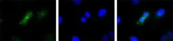 Anti-Survivin antibody [60.11] used in Immunocytochemistry/ Immunofluorescence (ICC/IF). GTX24470