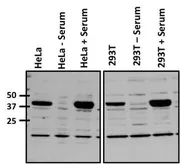 Anti-c-Fos antibody used in Western Blot (WB). GTX25794