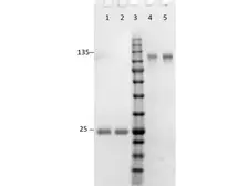 Goat Anti-Rabbit IgG antibody, F(ab')2 fragment, pre-adsorbed. GTX26008