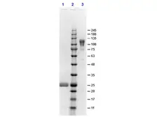 Goat Anti-Rabbit IgG (Fc fragment) antibody, F(ab')2 fragment. GTX26016