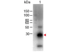 Goat Anti-Rabbit IgG (Fc fragment) antibody, F(ab')2 fragment (Biotin). GTX26021