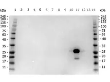 Anti-GFP antibody (HRP) used in Western Blot (WB). GTX26663