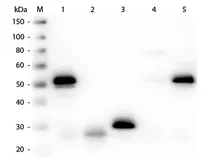 Sheep Anti-Rabbit IgG antibody. GTX26797