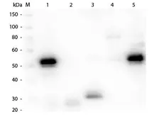 Chicken Anti-Rabbit IgG antibody. GTX26831