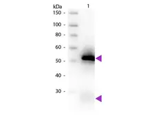 Goat Anti-Rabbit IgG antibody, pre-adsorbed (Biotin). GTX27089