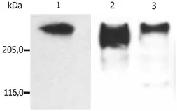 Anti-MAP2 antibody [MT-01] used in Western Blot (WB). GTX27756