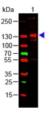 Anti-Collagen III antibody used in Western Blot (WB). GTX27778