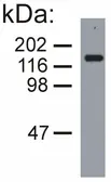 Anti-NF-M antibody [NF-09] used in Western Blot (WB). GTX27794